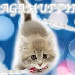 【 ラガマフィン 】人懐っこさNO1！目ヂカラ抜群のゴージャスCAT登場！