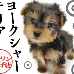 【 ヨークシャーテリア 】小さめ・童顔・ドワーフ体型の最強ヨーキーが新登場！！