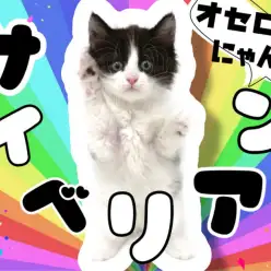 【 サイベリアン 】黒のハチワレ模様がチャームポイント!低アレルゲンキャット登場