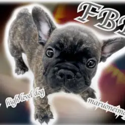 【 フレンチブルドッグ 】ハリウッドセレブも愛するぺちゃ顔KINGがやってきた！