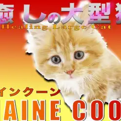 【 メインクーン 】ぬいぐるみの様なルックスと懐っこさ抜群で人気の大型猫！
