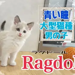 【 ラグドール 】青い瞳の美形の大型猫種、ラグドールの男の子！