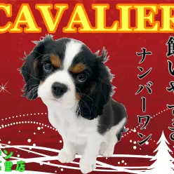 【 キャバリア 】飼いやすさNo1！最上級ルックスのビギナー向けわんこ！