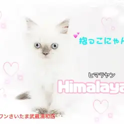 【 ヒマラヤン 】ブルーの瞳！穏和な抱っこにゃんこ！