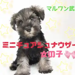 【 ミニチュアシュナウザー 】ソルト&ペッパーの女の子!賢い性格は初心者向き!