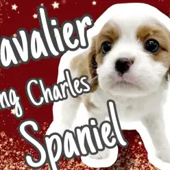 【 キャバリア 】衝撃のまん丸オメメ!王道ブレンハイムの美人キャバ登場!