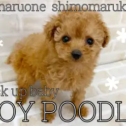 【 トイプードル 】最強のベビーフェイス！感動的な癒しをあなたに！