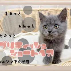 【 ブリティッシュショートヘア 】癒し系なまん丸ボディーの愛されにゃんこ！