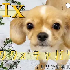 【 MIX 】ミニキャバリア！？チワワとキャバリアのレアMIXは衝撃の可愛さ！
