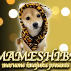 【 豆柴 】生後4ヶ月で2.4kg！小さくて賢くてフレンドリーな赤毛の女の子！