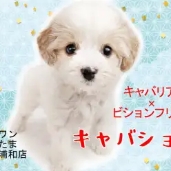 【 キャバション 】希少MIXキャバションとの生活をご紹介！！