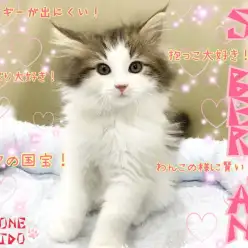 【 サイベリアン 】抱っこ大好きな低アレルゲンキャット！お手入れだって心配なし！