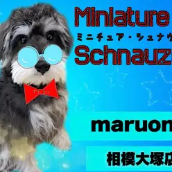 【 ミニチュア・シュナウザー 】初心者必見！賢いシュナくんの2ndブログ！