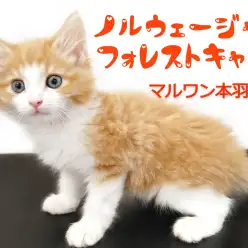 【 ノルウェージャンフォレストキャット 】地域NO.1の美顔を持つ王子様登場！