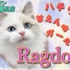 【 ラグドール 】福を招くハチワレ甘えん坊ガールがやってきた！