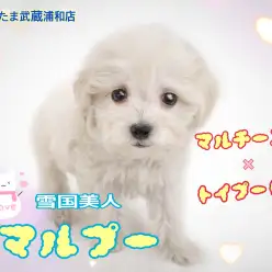 【 MIX・マルプー 】小さい子とも遊べる性格！子犬の可愛さが詰まった女の子！