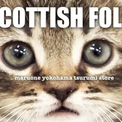 【 スコティッシュフォールド 】愛らしさ満点のブラウンタビーの男の子をレビュー!