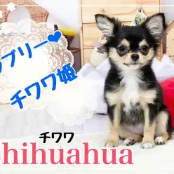 【 チワワ 】4ヶ月カラーの発色が美しい小さなチワワ姫