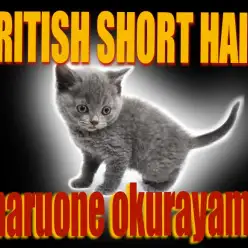 【 ブリティッシュショートヘア 】おねだり上手な甘え猫！極上被毛をご堪能あれ！