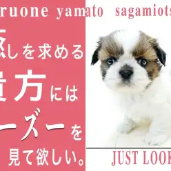 【 シーズー 】カットも楽しめる！優しい性格でスローライフの相棒にオススメ！