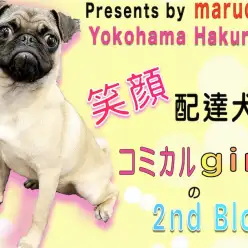 【 パグ 】あなたに笑顔を届ける！お迎え後も安心の性格は超魅力的！2nd記事！