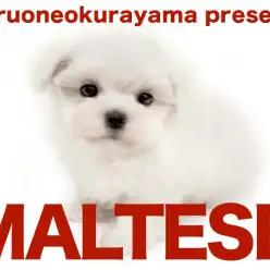 【 マルチーズ 】文句のつけようのない毛量！真っ白でモフモフなマルチーズちゃん！