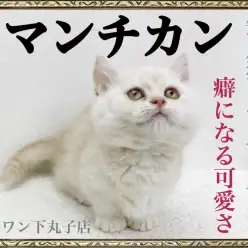 【 マンチカン 】あなたも絶対癖になる！笑顔を運ぶ癒し猫の魅力に迫る。
