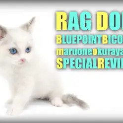 【 ラグドール 】美しい瞳の個性的なブルーポイントバイカラーの女の子登場！