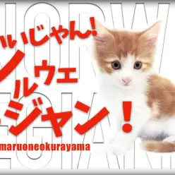 【 ノルウェージャンフォレストキャット 】大倉山店はイケメンパラダイス状態だぞ！