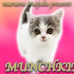 【 マンチカン 】短足マシュマロBODYのハッピーニャンコ！スーパーアイドル降臨