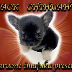 【 チワワ 】ティーカップサイズの王道ブラックタン！目力バツグンのイケメン登場！