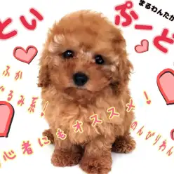 【 トイプードル 】初めての方にもオススメ！抜群のビジュアルと性格に大満足！