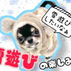 【 ワンコと雪遊び 】冬だ！雪だ！雪遊びだ！冬の寒い日のお散歩の注意点をご紹介！
