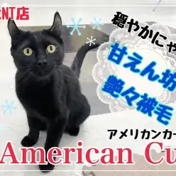 【 アメリカンカール 】触り心地抜群！艶々黒い被毛の男の子
