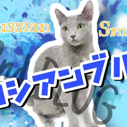 【 ロシアンブルー 】アメショちゃんとシェアハウススタート！成長した姿を大公開！