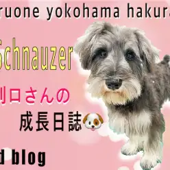 【 ミニチュア・シュナウザー 】躾&トリミング慣れOK!お利口さんの2nd記事!