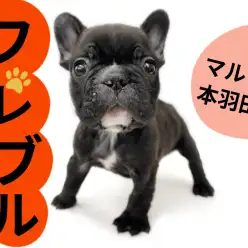 【 フレンチブルドッグ 】子供好きな温和な性格と愛嬌たっぷりな顔の愛ブヒ登場！