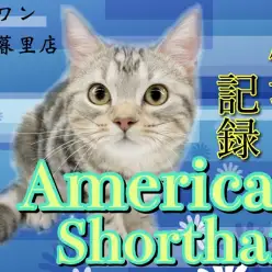 【 アメリカンショートヘア 】ハーフバースデーを迎えた甘えん坊にゃんこのイマ！