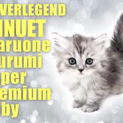 【 ミヌエット 】短足愛好家が待ち望んだ天使!最高峰の女の子が登場!