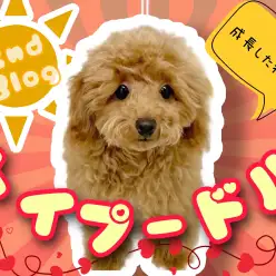 【 トイプードル 】毛量UPぬいぐるみの様な抱き心地!プーちゃん2ndブログ