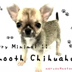 【 チワワ 】生後62日で460g！スムースコートのミニマムチーちゃん！