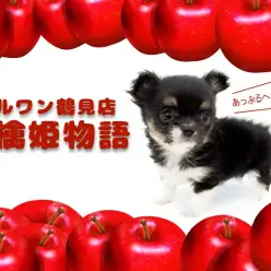 【 チワワ 】動画多め・短足歩行が可愛すぎて昇天!圧巻のキューティーパピー!