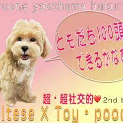 【 MIX 】友達100頭できるかな?社交性抜群で飼いやすいマルプーの2nd記事