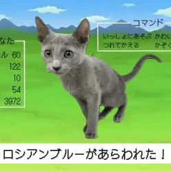 【ロシアンブルー】クールビューティー！でも性格は…？ギャップ萌えの会心の一撃っ！