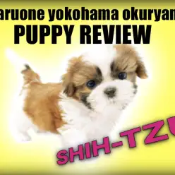 【 シーズー 】愛嬌たっぷりハナペチャ王子！ゴールドカラーに大注目！