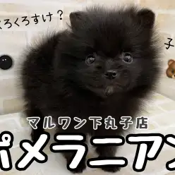 【 ポメラニアン 】黒ポメ改め子熊？愛らしさ大爆発なニューフェイス登場！
