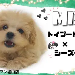 【 MIX 】シーズーの丸っこさ＆プードルの愛嬌を持つMIX犬