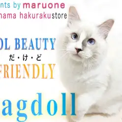 【 ラグドール 】 懐っこさ抜群！お手入れ慣れも完璧な超フレンドリーさん！