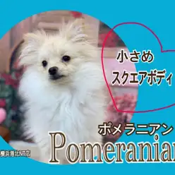 【 ポメラニアン 】生後6ヶ月スクエアボディの小さめポメ君