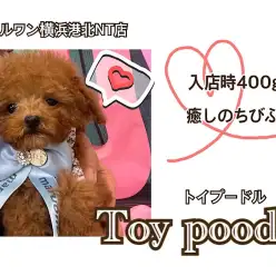 【 トイ・プードル 】 入店時400gのレッドカラーが綺麗なスペシャルベイビー